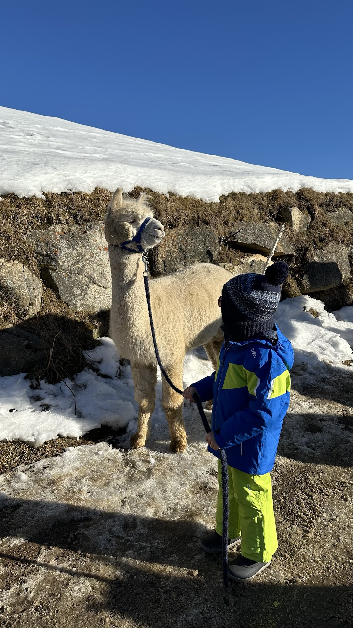 Passeggiata con gli Alpaca nel bosco